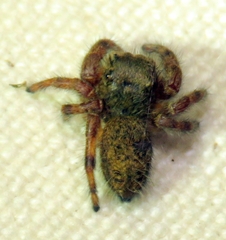 Phidippus