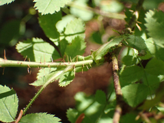 Rosa gymnocarpa