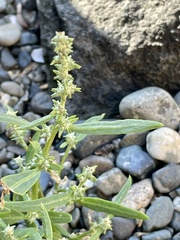 Atriplex gmelinii