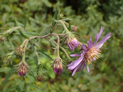 Canadanthus modestus