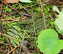 Athyrium angustum