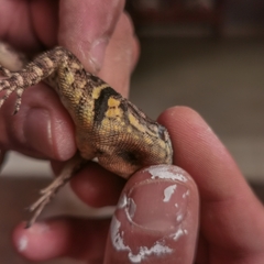 Tropidurus