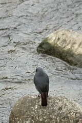 Phoenicurus fuliginosus