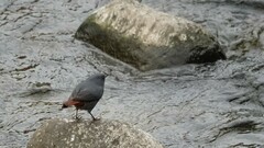 Phoenicurus fuliginosus