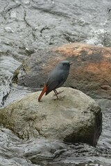 Phoenicurus fuliginosus