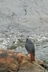 Phoenicurus fuliginosus