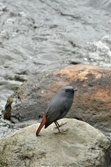 Phoenicurus fuliginosus