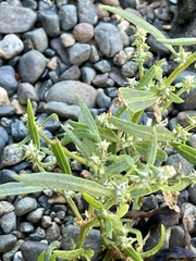 Atriplex gmelinii