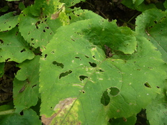 Scrobipalpula manierreorum