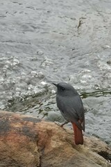 Phoenicurus fuliginosus