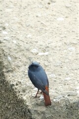 Phoenicurus fuliginosus