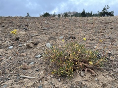 Eriogonum congdonii