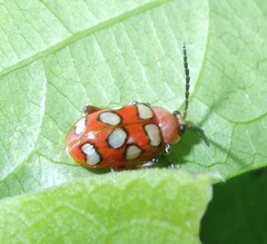 Omophoita
