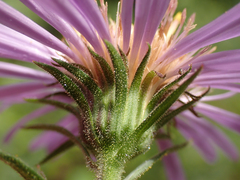 Canadanthus modestus