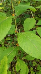 Triosteum aurantiacum