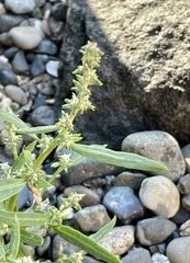 Atriplex gmelinii