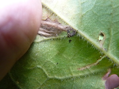 Scrobipalpula manierreorum