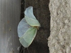 Flatormenis proxima