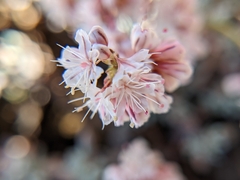 Eriogonum wrightii