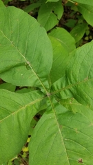 Triosteum aurantiacum