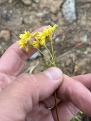 Eriogonum congdonii