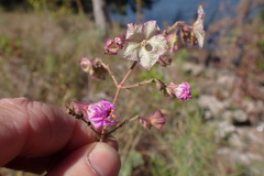 Mirabilis albida