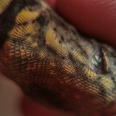 Tropidurus