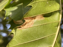 Phyllonorycter messaniella