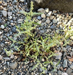 Atriplex gmelinii