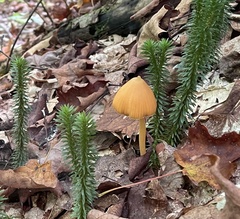Entoloma quadratum