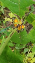 Triosteum aurantiacum