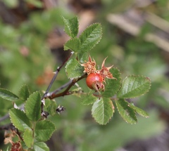 Rosa pisocarpa pisocarpa
