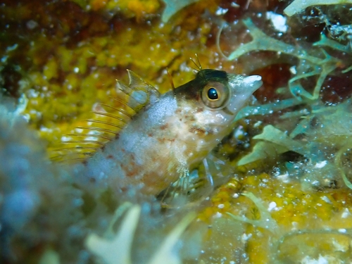 Diamond blenny (Malacoctenus boehlkei) — Labrisomidae