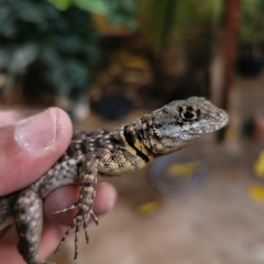Tropidurus