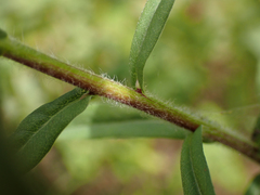 Canadanthus modestus