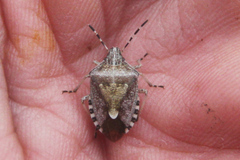 Dolycoris baccarum