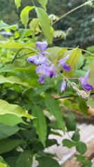 Wisteria