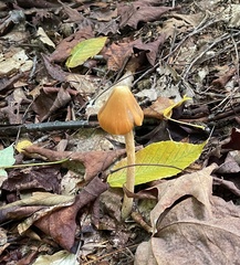 Entoloma quadratum