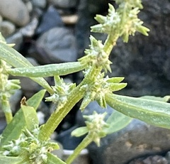 Atriplex gmelinii