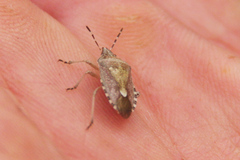 Dolycoris baccarum