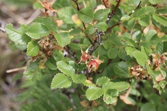 Rosa pisocarpa pisocarpa