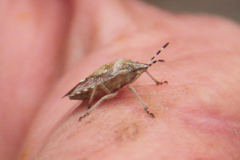 Dolycoris baccarum