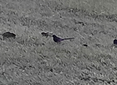 Copsychus malabaricus