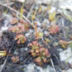 Drosera capillaris