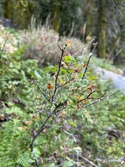 Rosa pisocarpa pisocarpa