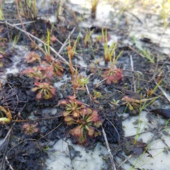 Drosera capillaris