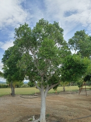 Ligustrum japonicum