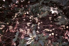 Allium tricoccum
