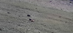 Copsychus malabaricus
