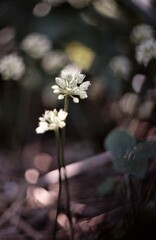 Allium tricoccum